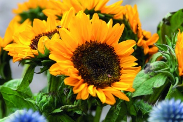 Logotrade Werbegeschenke das Foto: Samen Sonnenblumen