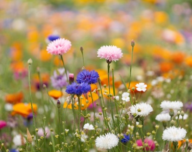 Logotrade Geschäftsgeschenke das Foto: DIN A6 Wildblumen-Samenpapier