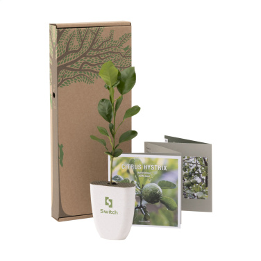 Logotrade promotional gift picture of: Treemore Letterbox Trees Kaffir Lemon