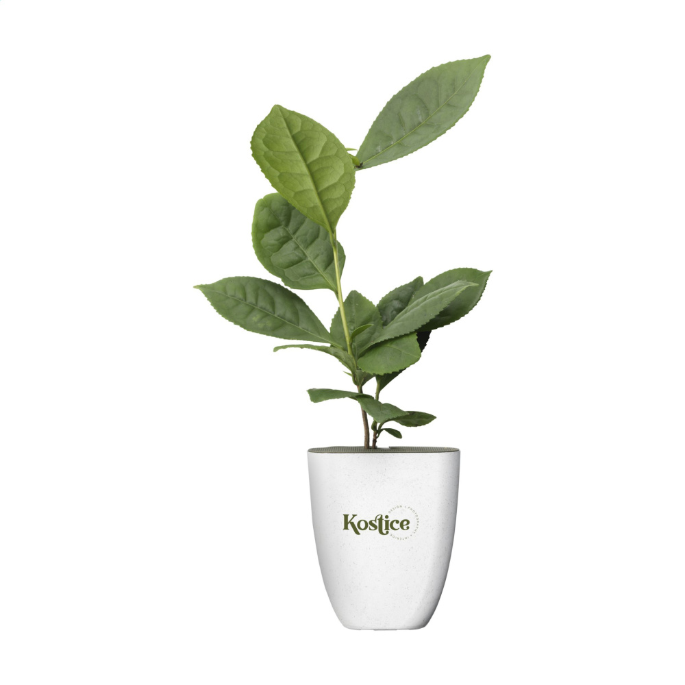 Logotrade advertising products photo of: Treemore Letterbox Trees Tea plant