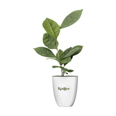 Logo trade promotional items picture of: Treemore Letterbox Trees Tea plant