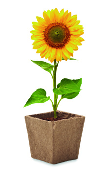 Logo trade promotional giveaway photo of: Sunflower growing kit