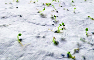 Logo trade ärikingi pilt: Metslillede seemne visiitkaart.