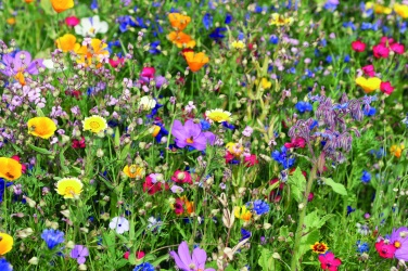 Лого трейд pекламные продукты фото: Mix flowerseeds disc